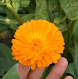 #0599.C1 Otaki Herb Garden: Calendula (Grown in Chiba, Japan)