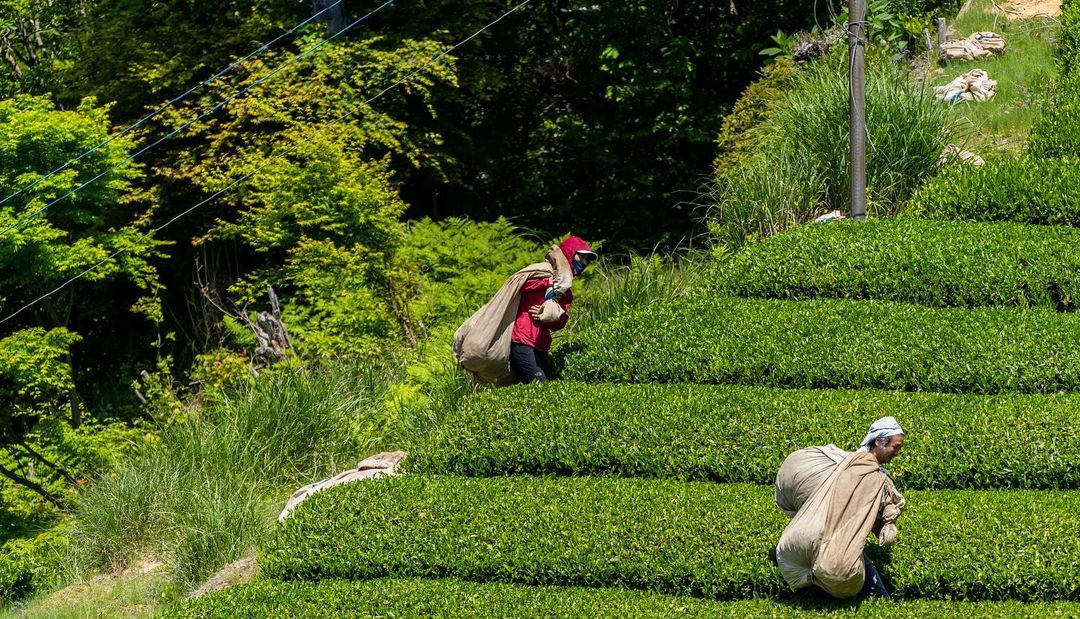 idono tea garden - takao, minami yamashiro, kyoto, japan