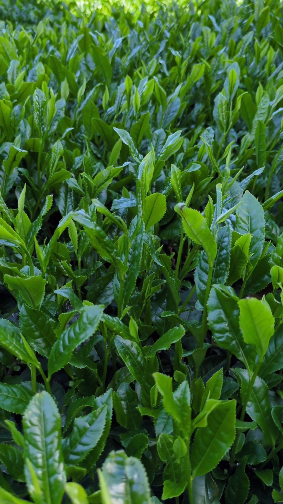 #0932 Tenocha - Naturally Grown Ureshino Tamaryokucha from Tea Farmer Shunsuke Nagao