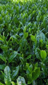 #0932 Tenocha - Naturally Grown Ureshino Tamaryokucha from Tea Farmer Shunsuke Nagao