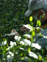 #0958.S5 Shibakiri Tea Garden: 2025 Kiyomi - Handpicked, Shaded Single Cultivar Yabukita Asamushicha
