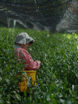 #0958.S5 Shibakiri Tea Garden: 2025 Kiyomi - Handpicked, Shaded Single Cultivar Yabukita Asamushicha