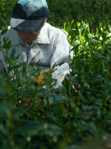 #0958.S5 Shibakiri Tea Garden: 2025 Kiyomi - Handpicked, Shaded Single Cultivar Yabukita Asamushicha