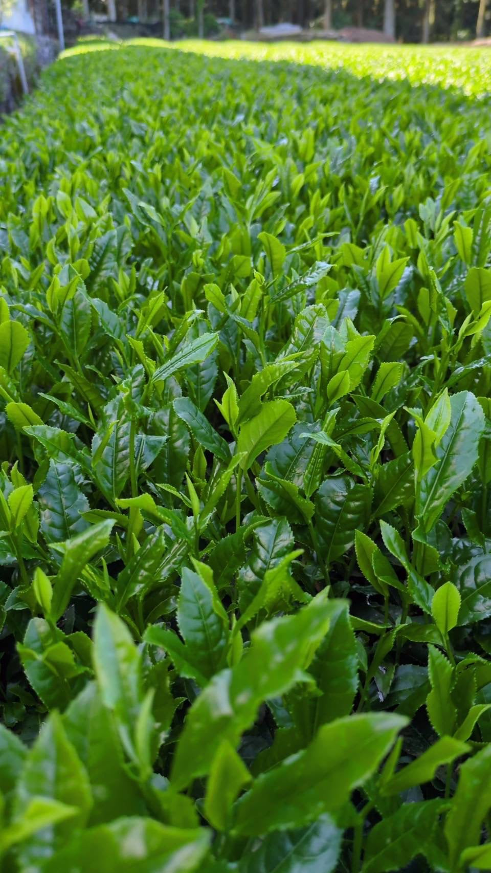 #0932 Tenocha - Naturally Grown Ureshino Tamaryokucha from Tea Farmer Shunsuke Nagao