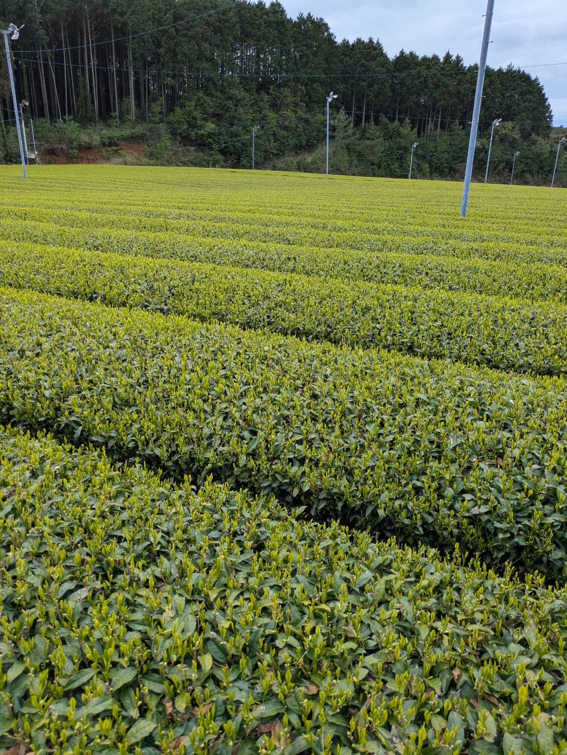 #0932 Tenocha - Naturally Grown Ureshino Tamaryokucha from Tea Farmer Shunsuke Nagao