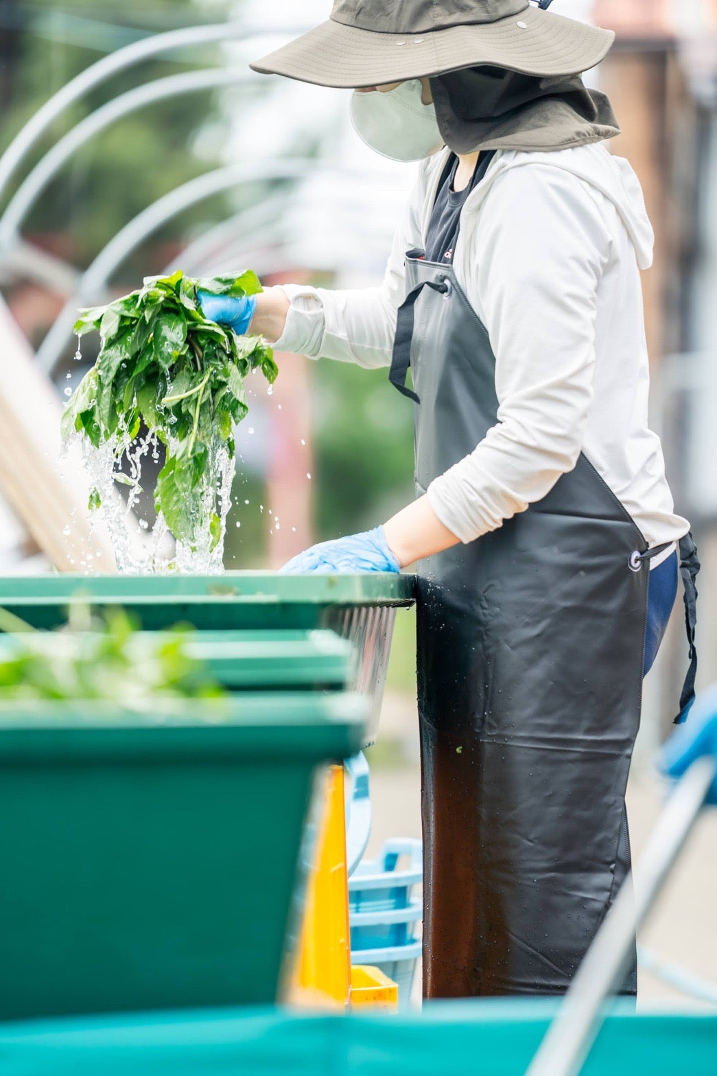 #0947.J1 Hiroko’s Herb Garden: Dried Spearmint Herbal Tea Grown in Koga Village, Ibaraki, Japan