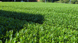 #0932 Tenocha - Naturally Grown Ureshino Tamaryokucha from Tea Farmer Shunsuke Nagao