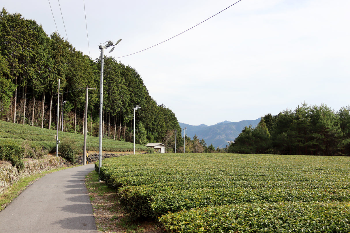 PREORDER available in late June🍵 2026   #1055.G1 Nitta Tea Farm: Imperial Sencha