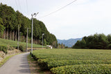 PREORDER available in late June🍵 2026   #1055.G1 Nitta Tea Farm: Imperial Sencha