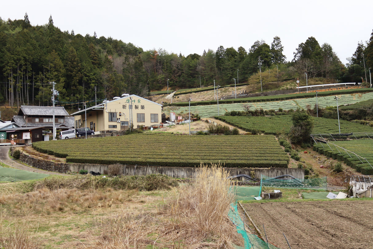 PREORDER available in late June🍵 2026   #1055.G1 Nitta Tea Farm: Imperial Sencha