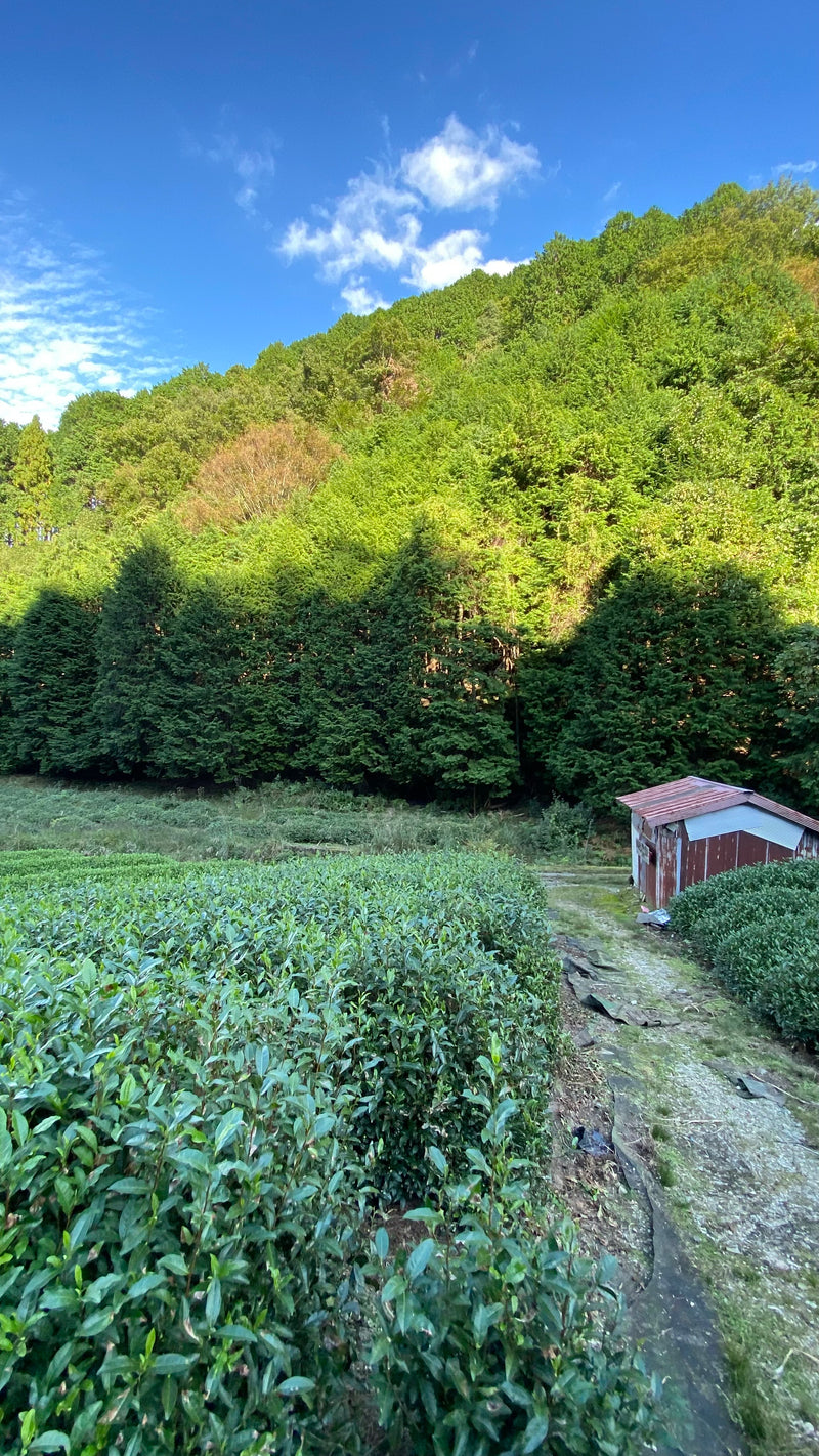 Nagatani Tea: Gyokuro Uji Hikari, Single Cultivar from Ujitawara, Kyoto