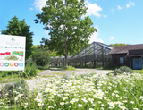 C1 Otaki Herb Garden: Spearmint (Grown in Chiba, Japan)