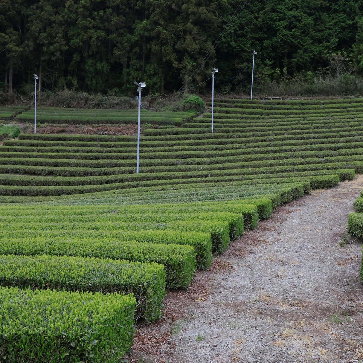 #1090.I1 Shimizu Tea Garden: Okukuji Premium Sencha / 清水園 奥久慈 特上煎茶