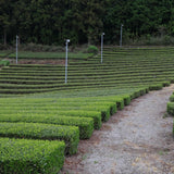 #1090.I1 Shimizu Tea Garden: Okukuji Premium Sencha / 清水園 奥久慈 特上煎茶