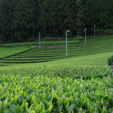 #1090.I1 Shimizu Tea Garden: Okukuji Premium Sencha / 清水園 奥久慈 特上煎茶