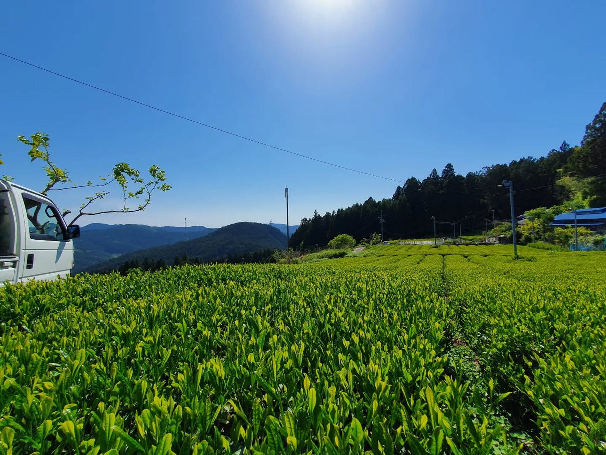 atsumi tea garden, haruno, Shizuoka