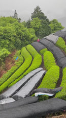Kiroku Tea Garden: Single Cultivar Asanoka Matcha (Premium Ceremonial Grade) from Wazuka, Kyoto