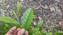 Kiroku Tea Garden: Single Cultivar Asanoka Matcha (Premium Ceremonial Grade) from Wazuka, Kyoto
