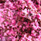 Iijima Seitarou Shoten KN003: Salt-Pickled Sakura Blossoms (Japanese-grown) 桜花の塩漬
