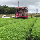 Iba Takahiro Tea Garden: 2023 & 2022 Tanegashima Single Cultivar Sencha - Shoju (micro batch, limited)