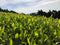 Ayumi Farms (Cyittorattu): 2022 Kukicha - Spring Leaf Stem Green Tea - Yunomi.life