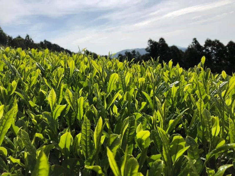 Ayumi Farms (Cyittorattu): 2022 Sencha that Laughs with the Mountains 山と笑う煎茶 - Yunomi.life