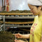 Ayumi Farms (Cyittorattu): Wakocha (Japanese black tea, 100g) - Yunomi.life