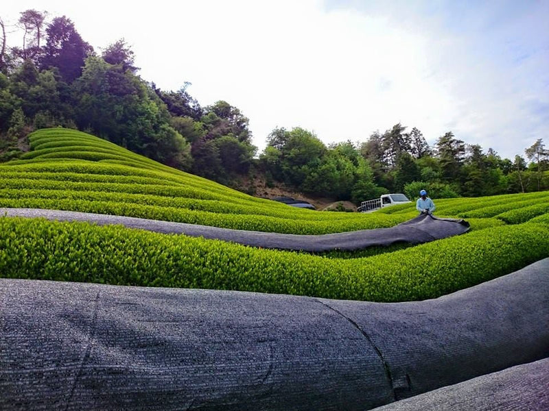 Azuma Tea Garden: All-Purpose Matcha (Premium Culinary Grade) オールパーポス抹茶 - Yunomi.life
