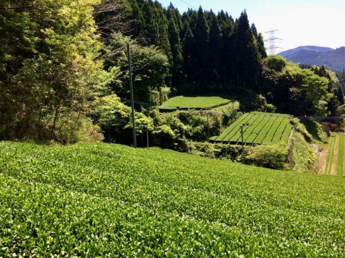 Chiyonoen Tea Garden