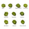 Cultivar Comparison (10g x 10 types): Azuma Tea Garden Stone Milled Matcha Sampler (Standard Ceremonial Grade) - Yunomi.life