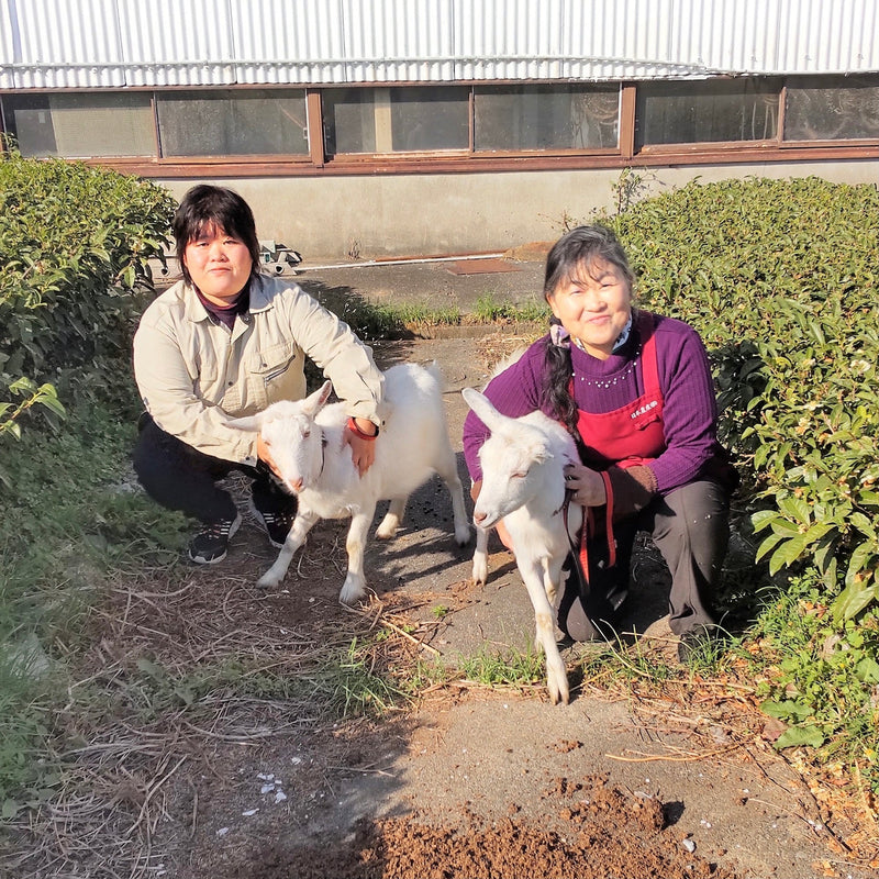 Tarui Tea Farm: 2022 & 2023 Organic Sencha Ranryu, The Orchid Dragon - Single Cultivar Inzatsu