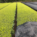 Iba Takahiro Tea Garden: 2023 & 2022 Tanegashima Single Cultivar Sencha - Shoju (micro batch, limited)