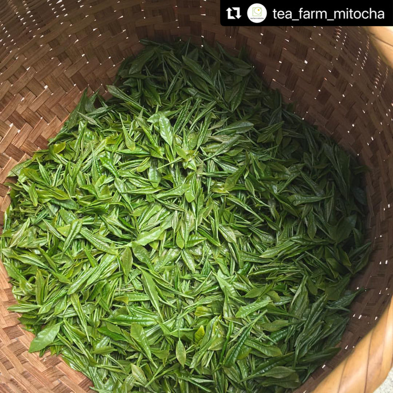 Mitocha NR003: Aged, Sun-dried Kamairicha Namacha 天日干し釜炒り生茶