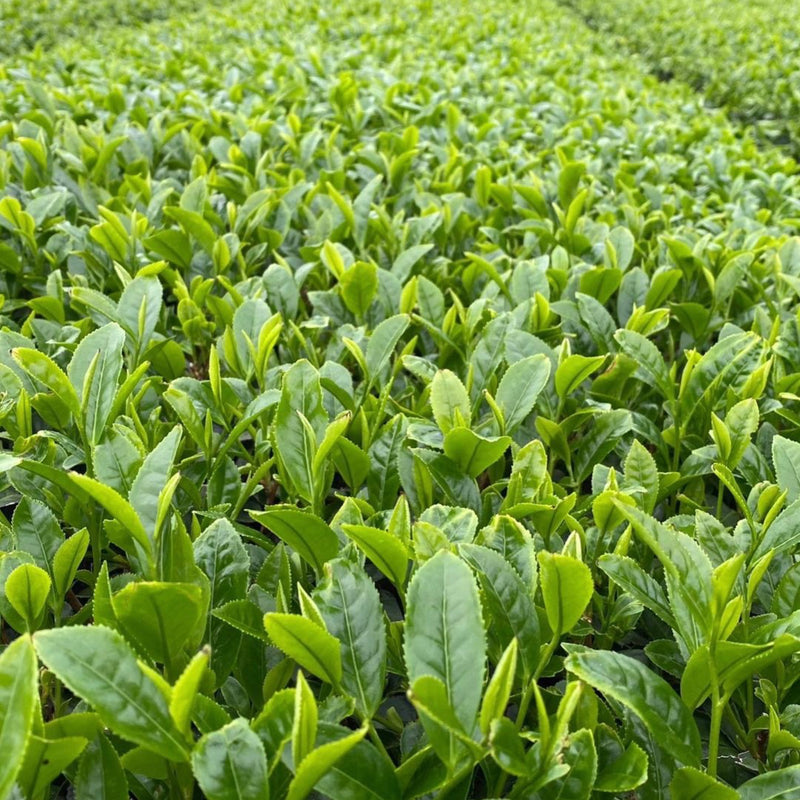 Iba Takahiro Tea Garden: 2023 & 2022 Tanegashima Single Cultivar Sencha - Shoju (micro batch, limited)