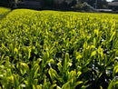 Kaneroku Matsumoto Tea Garden: 2022 Unshaded, Limited Edition Saemidori Single Cultivar Fukamushicha