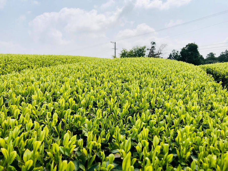Kaneroku Matsumoto Tea Garden: 2022 Shincha - Limited Edition 新茶 (Pre-order for late June shipment) - Yunomi.life