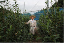 Kaneta Ota Tea Garden: Micro batch 2022 Sencha, Single Cultivar Yume Suruga - Yunomi.life
