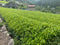 Kiyosawa Tea Gardens: Shizuoka Spring Asamushi Sencha by Farmer Sugiyama Yachiyo - Yunomi.life