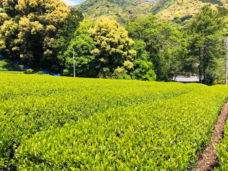 Kiyosawa Tea Gardens: Shizuoka Spring Asamushi Sencha by Konagai Chizuko - Yunomi.life