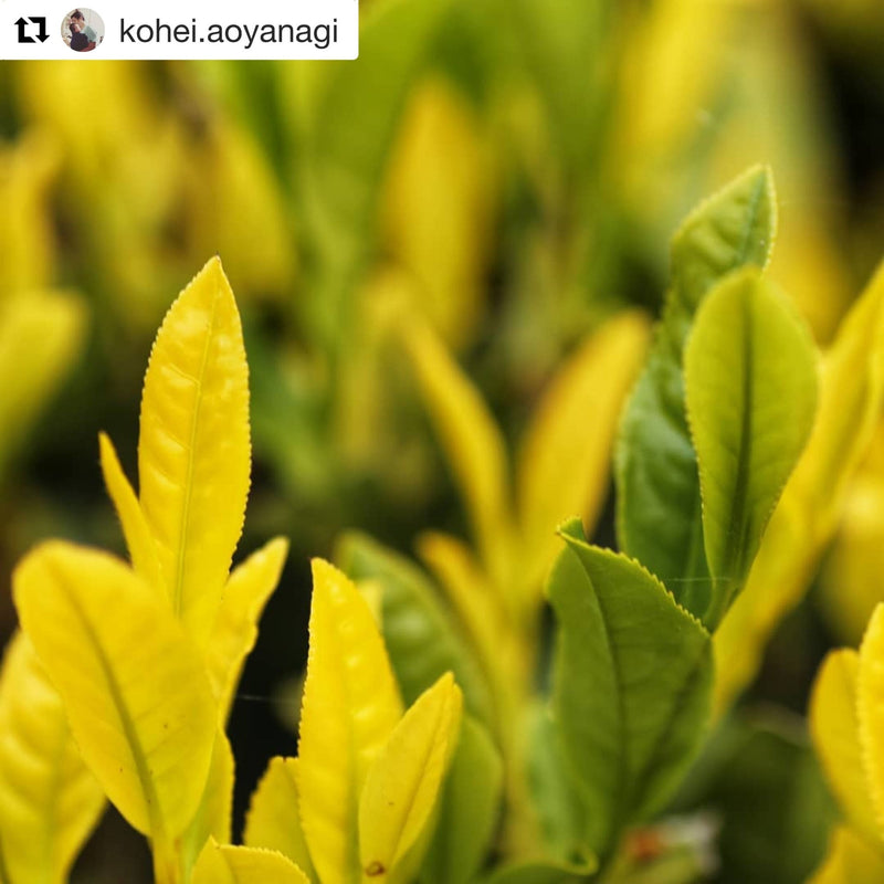 Kogane Midori Golden Sencha, Single Cultivar - Yunomi.life