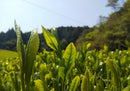 Kuma Tea Garden: 2022 Yamecha Mountain-Grown Fukamushicha Yabukita & Okuyutaka Blend - Yunomi.life