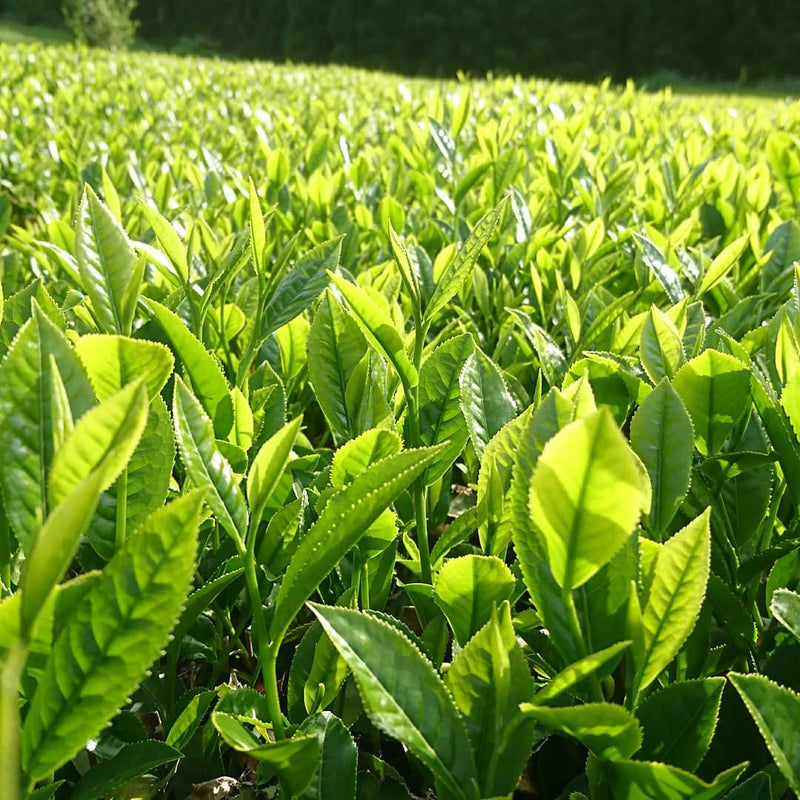 Kuma Tea Garden: Yamecha Mountain-Grown First Flush Benihikari Black Tea - Yunomi.life