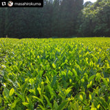 Kuma Tea Garden: Yamecha Mountain-Grown First Flush Benihikari Black Tea - Yunomi.life