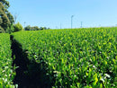 Kurihara Tea