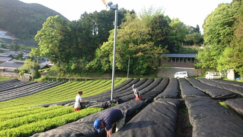 Nakai Tea Farm: 2022 Yabukita Fukamushicha from Wazuka, Kyoto. Grown Without Pesticides - Yunomi.life