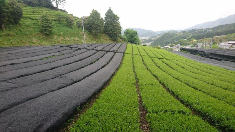 Nakai Tea Farm: Yabukita Kabusecha from Wazuka, Kyoto. Grown Without Pesticides - Yunomi.life