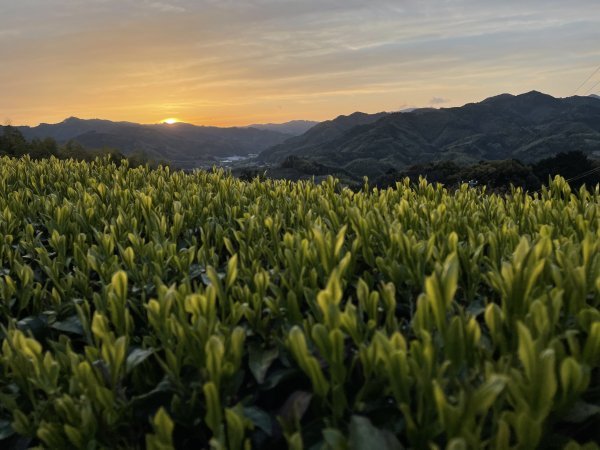 NaturaliTea: Genmaicha Brown Rice Green Tea, Grown Pesticide Free 無農薬茶：玄米茶 - Yunomi.life