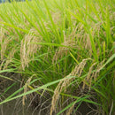 NaturaliTea: Genmaicha (Brown Rice Green Tea) with Matcha, Grown Pesticide Free 抹茶いり玄米茶 - Yunomi.life