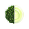 Obubu #35: Tencha (green tea for grinding matcha) - Yunomi.life