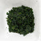 Shogyokuen: Tencha Green Tea Leaves Samidori Single Cultivar - Yunomi.life